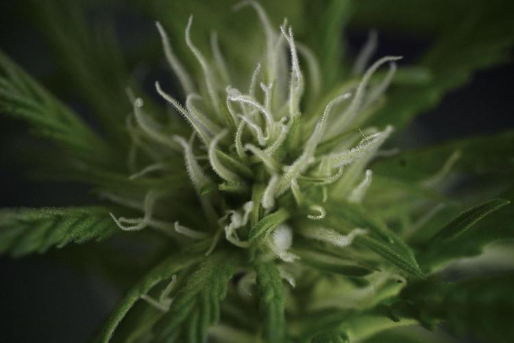 Amnesia Skunk The Zamnesia Way. Week 9 - Amnesia Skunk 12/12 from seed