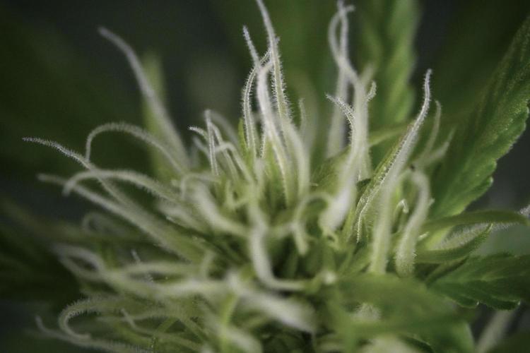 Amnesia Skunk The Zamnesia Way. Week 9 - Amnesia Skunk 12/12 from seed