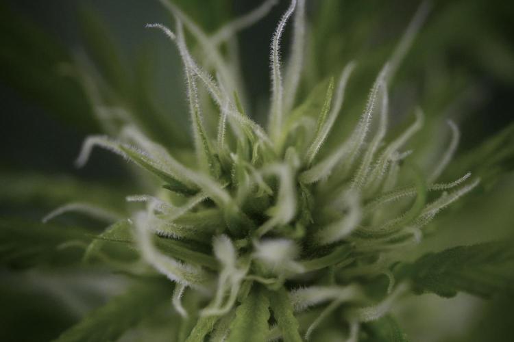 Amnesia Skunk The Zamnesia Way. Week 9 - Amnesia Skunk 12/12 from seed
