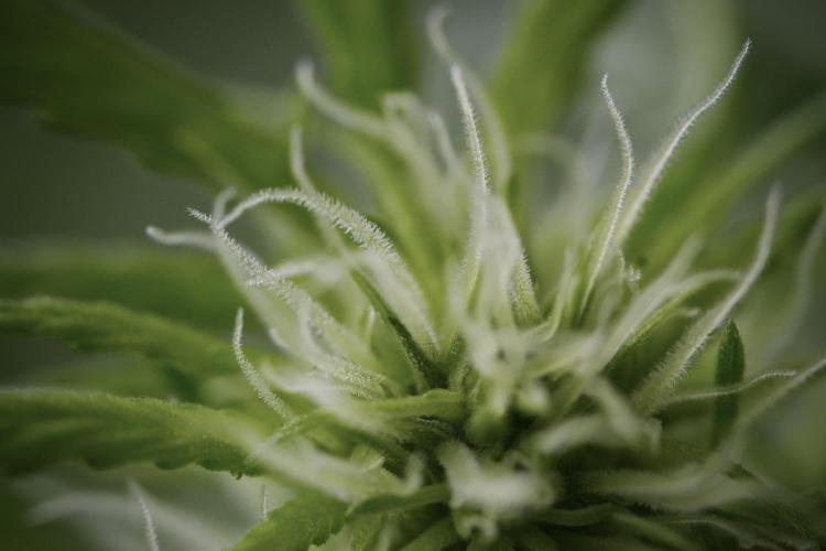 Amnesia Skunk The Zamnesia Way. Week 9 - Amnesia Skunk 12/12 from seed