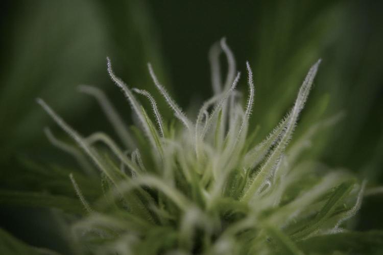 Amnesia Skunk The Zamnesia Way. Week 9 - Amnesia Skunk 12/12 from seed