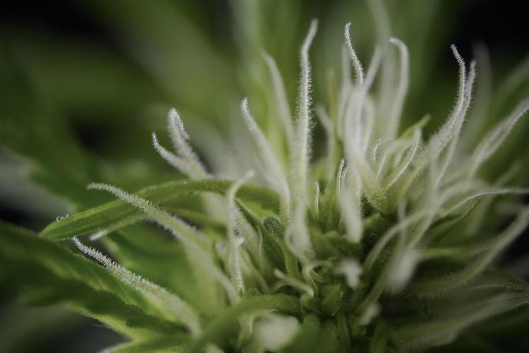 Amnesia Skunk The Zamnesia Way. Week 9 - Amnesia Skunk 12/12 from seed
