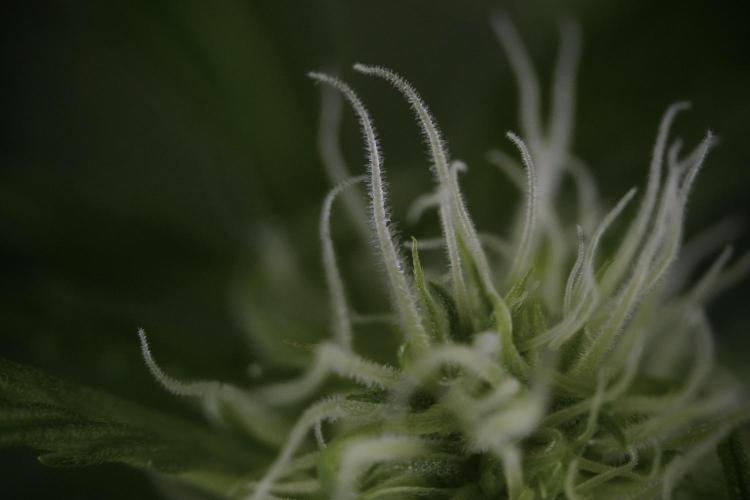 Amnesia Skunk The Zamnesia Way. Week 9 - Amnesia Skunk 12/12 from seed