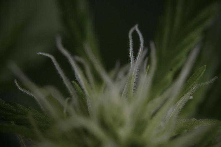 Amnesia Skunk The Zamnesia Way. Week 9 - Amnesia Skunk 12/12 from seed