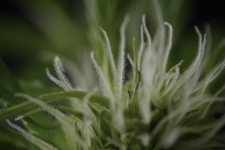 Amnesia Skunk The Zamnesia Way. Week 9 - Amnesia Skunk 12/12 from seed