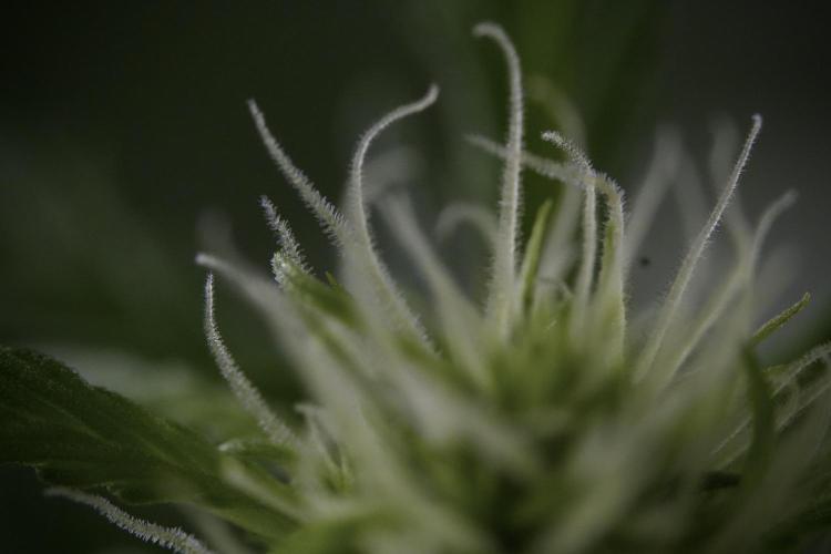 Amnesia Skunk The Zamnesia Way. Week 9 - Amnesia Skunk 12/12 from seed