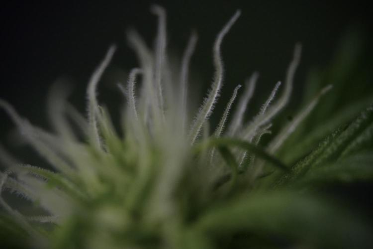 Amnesia Skunk The Zamnesia Way. Week 9 - Amnesia Skunk 12/12 from seed