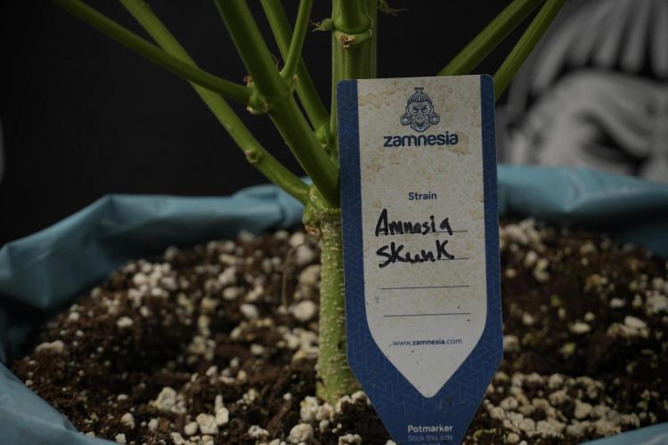 Amnesia Skunk The Zamnesia Way. Week 9 - amnesia skunk no veg 