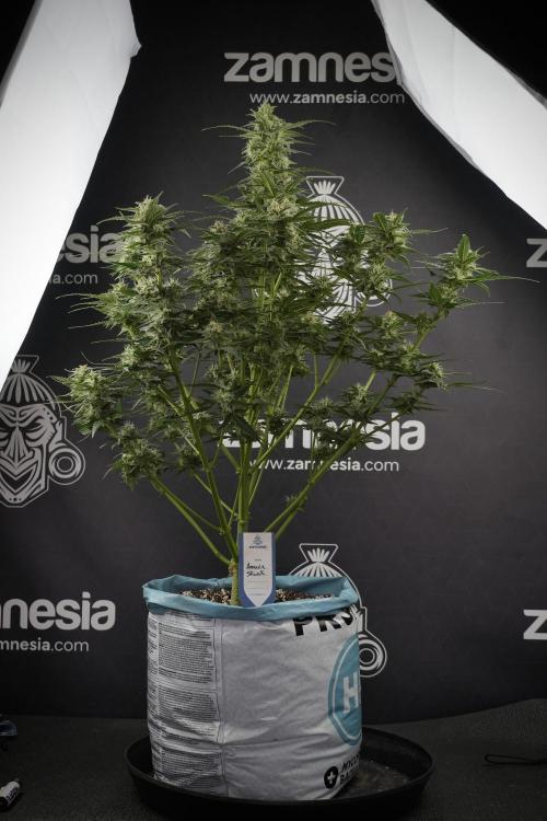 Amnesia Skunk The Zamnesia Way. Week 9 - amnesia skunk no veg 