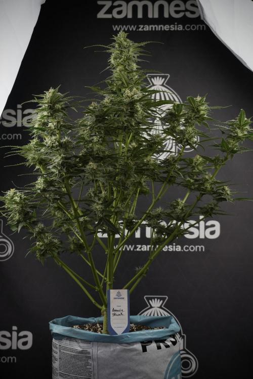 Amnesia Skunk The Zamnesia Way. Week 9 - amnesia skunk no veg 