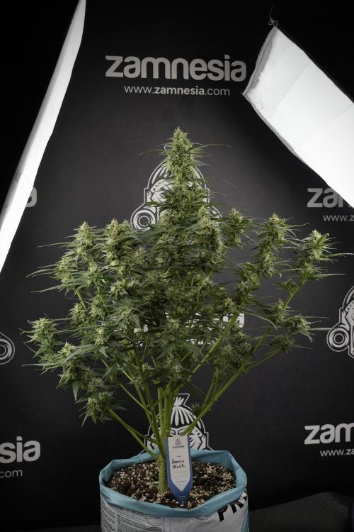 Amnesia Skunk The Zamnesia Way. Week 9 - amnesia skunk no veg 