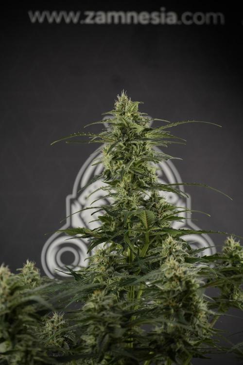 Amnesia Skunk The Zamnesia Way. Week 9 - amnesia skunk no veg 