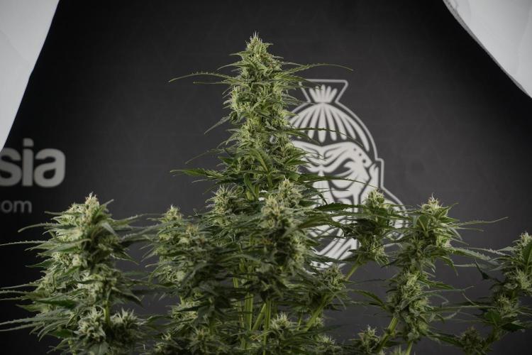 Amnesia Skunk The Zamnesia Way. Week 9 - amnesia skunk no veg 