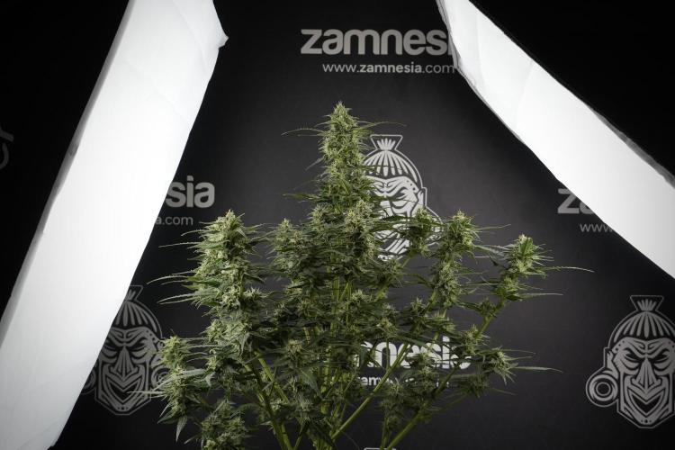 Amnesia Skunk The Zamnesia Way. Week 9 - amnesia skunk no veg 