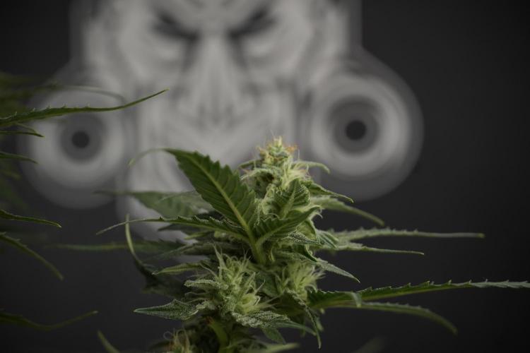 Amnesia Skunk The Zamnesia Way. Week 9 - amnesia skunk no veg 