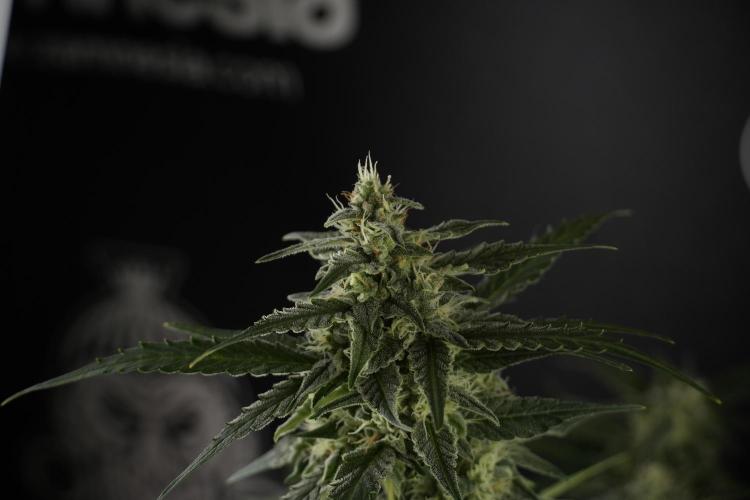 Amnesia Skunk The Zamnesia Way. Week 9 - amnesia skunk no veg 