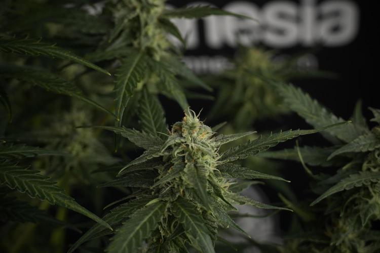 Amnesia Skunk The Zamnesia Way. Week 9 - amnesia skunk no veg 