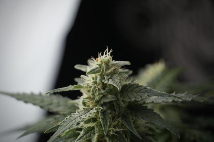 Amnesia Skunk The Zamnesia Way. Week 9 - amnesia skunk no veg 