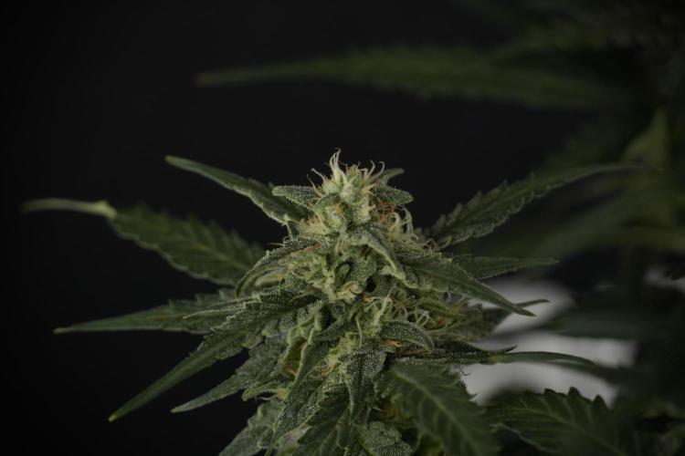 Amnesia Skunk The Zamnesia Way. Week 9 - amnesia skunk no veg 