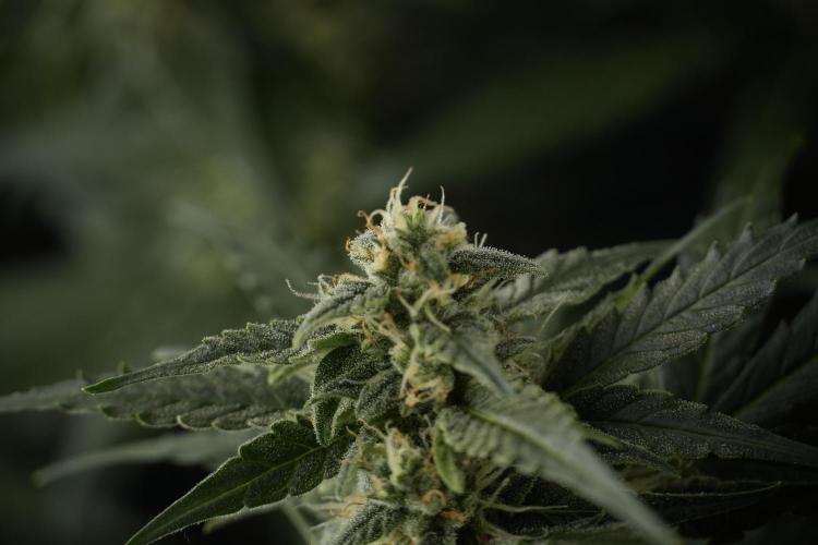 Amnesia Skunk The Zamnesia Way. Week 9 - amnesia skunk no veg 