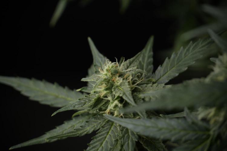 Amnesia Skunk The Zamnesia Way. Week 9 - amnesia skunk no veg 