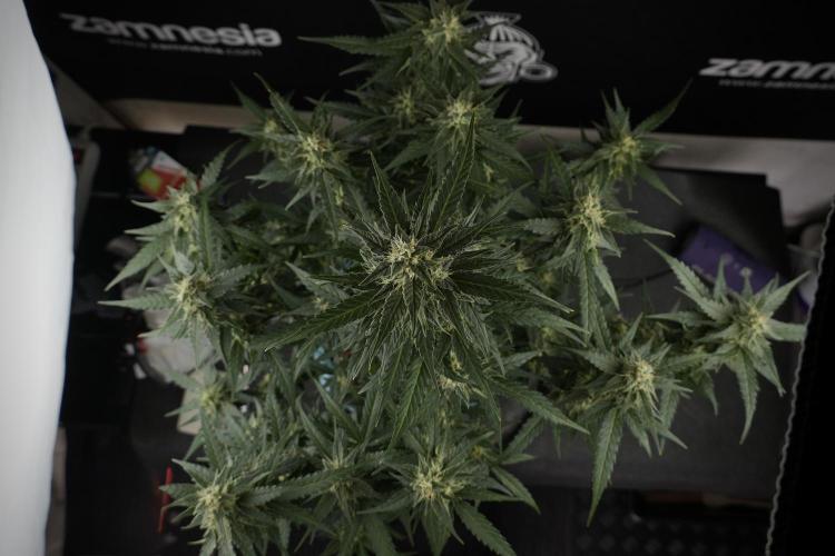 Amnesia Skunk The Zamnesia Way. Week 9 - amnesia skunk no veg 