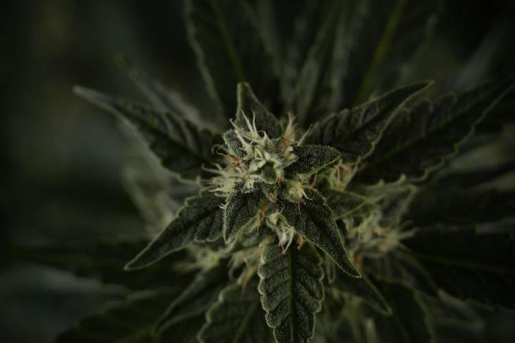 Amnesia Skunk The Zamnesia Way. Week 9 - amnesia skunk no veg 