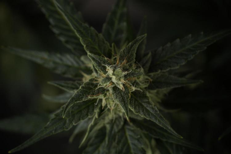 Amnesia Skunk The Zamnesia Way. Week 9 - amnesia skunk no veg 