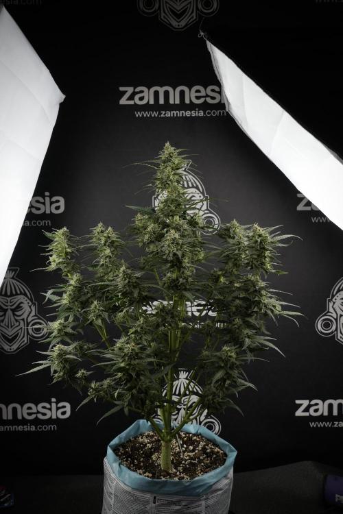Amnesia Skunk The Zamnesia Way. Week 9 - amnesia skunk no veg 