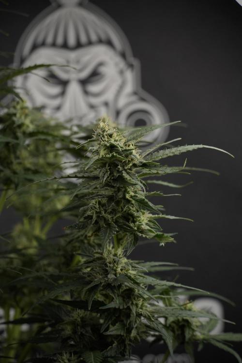 Amnesia Skunk The Zamnesia Way. Week 9 - amnesia skunk no veg 
