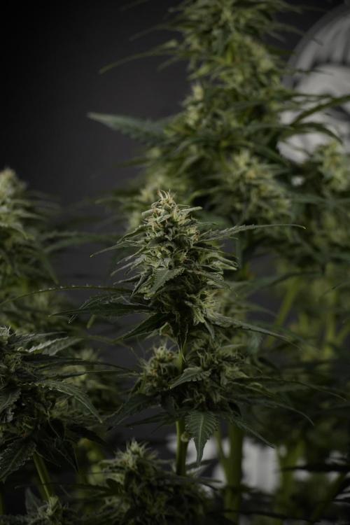 Amnesia Skunk The Zamnesia Way. Week 9 - amnesia skunk no veg 