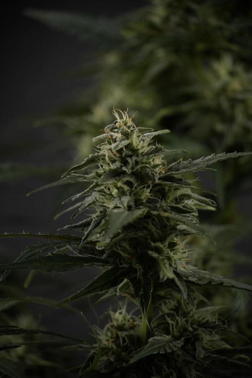 Amnesia Skunk The Zamnesia Way. Week 9 - amnesia skunk no veg 