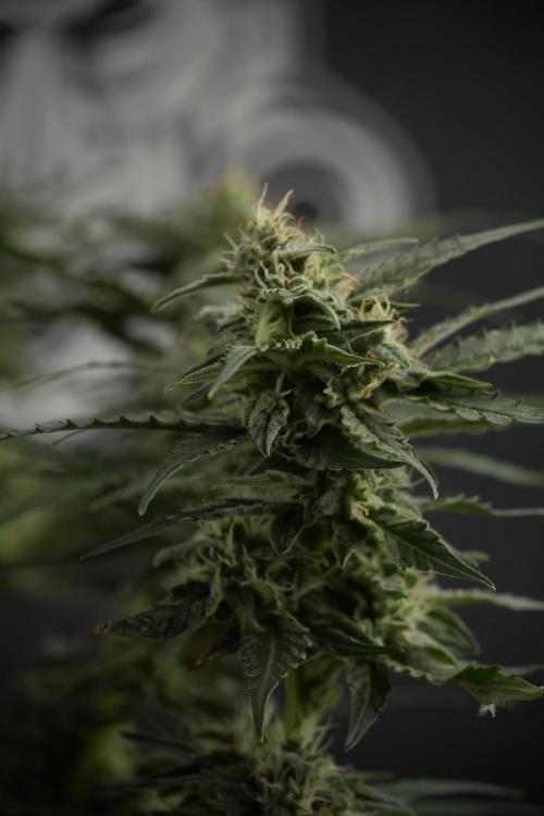 Amnesia Skunk The Zamnesia Way. Week 9 - amnesia skunk no veg 