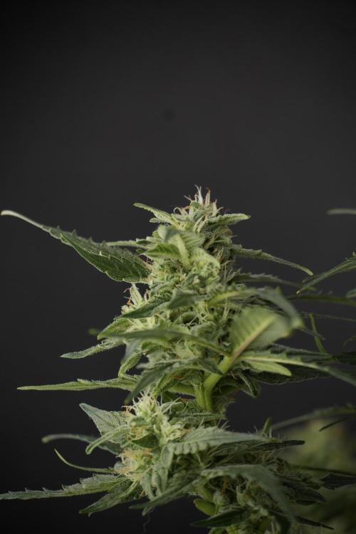Amnesia Skunk The Zamnesia Way. Week 9 - amnesia skunk no veg 