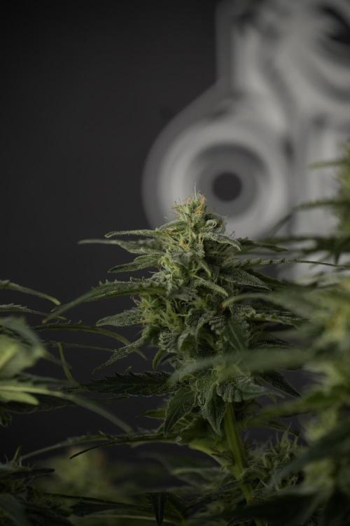 Amnesia Skunk The Zamnesia Way. Week 9 - amnesia skunk no veg 