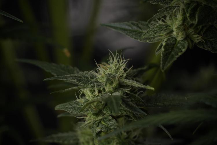 Amnesia Skunk The Zamnesia Way. Week 9 - amnesia skunk no veg 