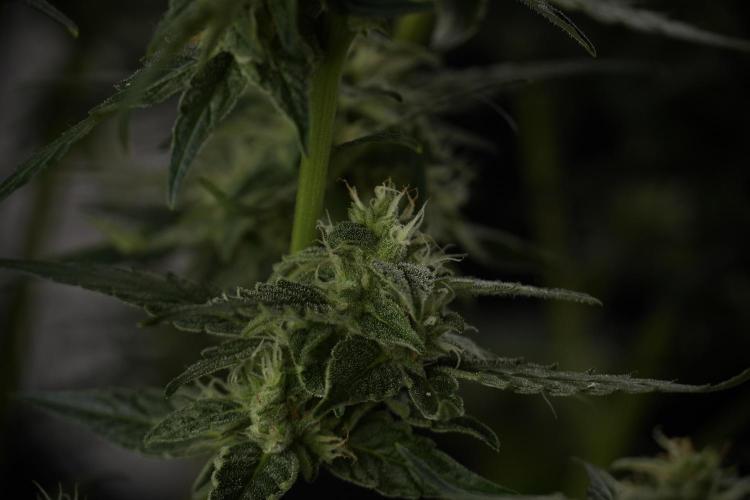 Amnesia Skunk The Zamnesia Way. Week 9 - amnesia skunk no veg 