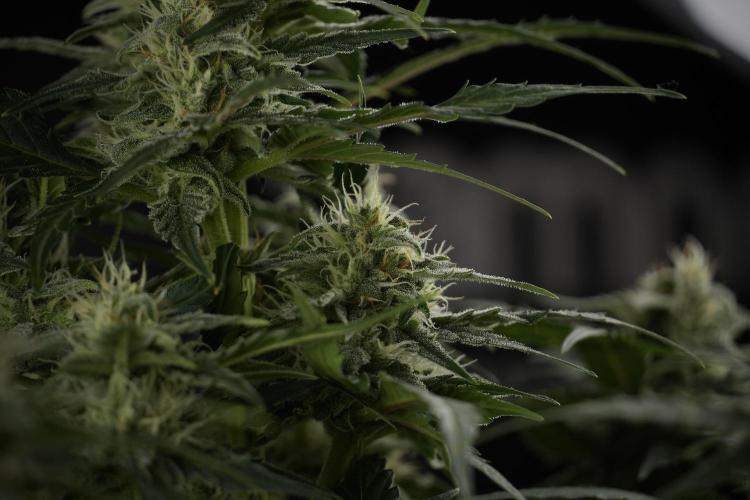 Amnesia Skunk The Zamnesia Way. Week 9 - amnesia skunk no veg 