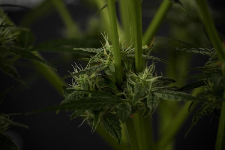 Amnesia Skunk The Zamnesia Way. Week 9 - amnesia skunk no veg 