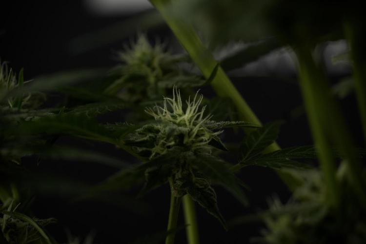 Amnesia Skunk The Zamnesia Way. Week 9 - amnesia skunk no veg 
