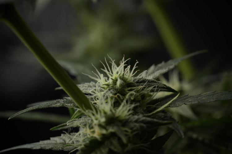 Amnesia Skunk The Zamnesia Way. Week 9 - amnesia skunk no veg 