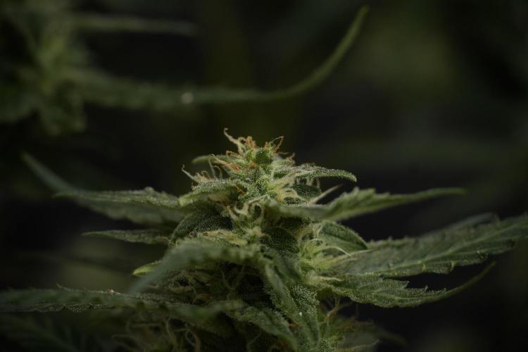 Amnesia Skunk The Zamnesia Way. Week 9 - amnesia skunk no veg 