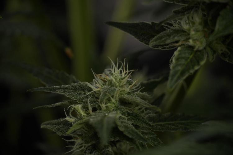 Amnesia Skunk The Zamnesia Way. Week 9 - amnesia skunk no veg 