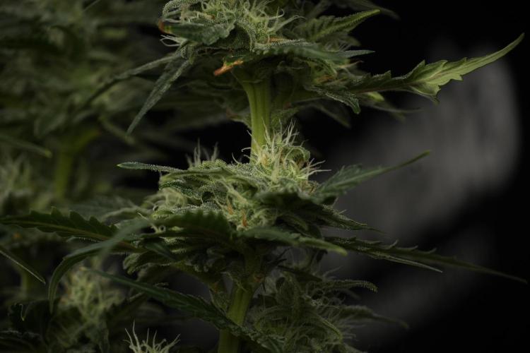Amnesia Skunk The Zamnesia Way. Week 9 - amnesia skunk no veg 