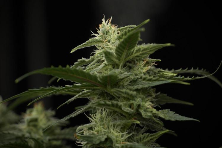 Amnesia Skunk The Zamnesia Way. Week 9 - amnesia skunk no veg 
