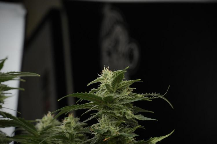 Amnesia Skunk The Zamnesia Way. Week 9 - amnesia skunk no veg 