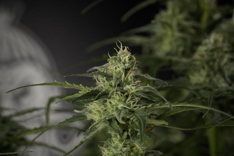 Amnesia Skunk The Zamnesia Way. Week 9 - amnesia skunk no veg 
