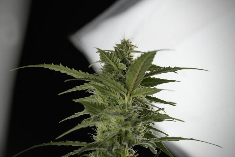 Amnesia Skunk The Zamnesia Way. Week 9 - amnesia skunk no veg 