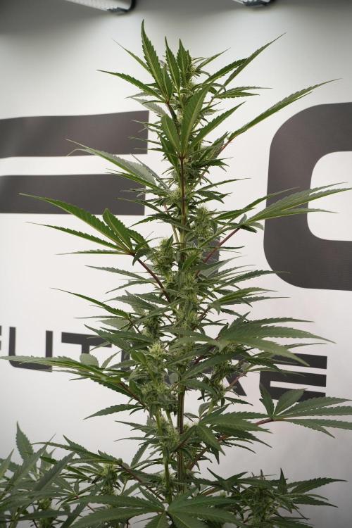 Catching The Ghost Train Haze @ Zamnesia. Week 9 - GTH 12/12 from seed 