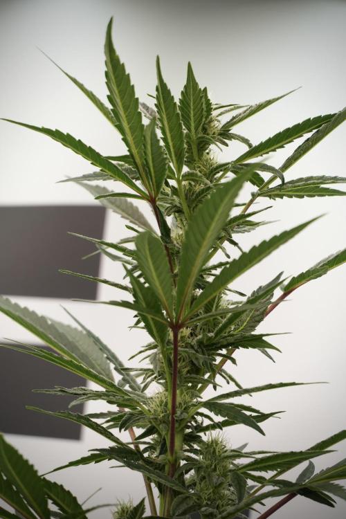 Catching The Ghost Train Haze @ Zamnesia. Week 9 - GTH 12/12 from seed 